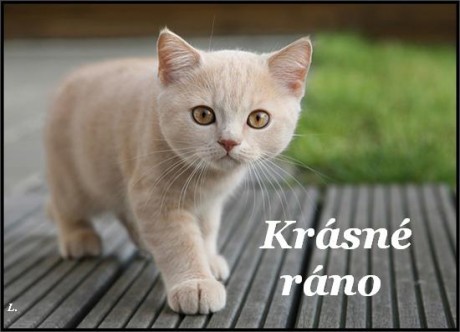 Na Dobré ráno s kočičkou