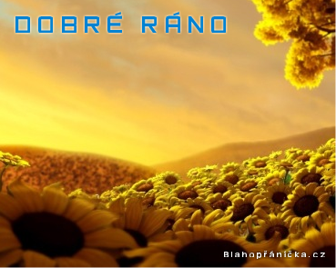 Slunečnice