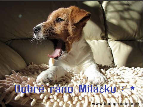 Jack Russel vstává