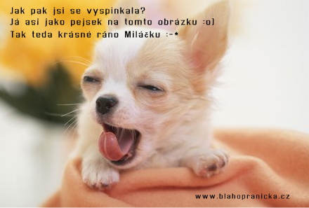 Vyspinkaný jako čivava
